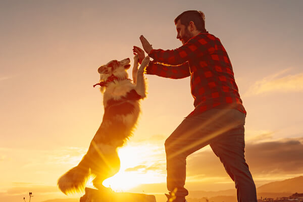 Mann klatscht mit Hund ab vor Sonnenuntergang