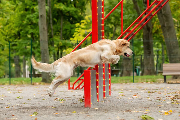 Hund auf Parkour