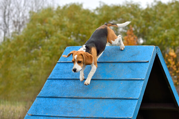 Hund auf Parkour